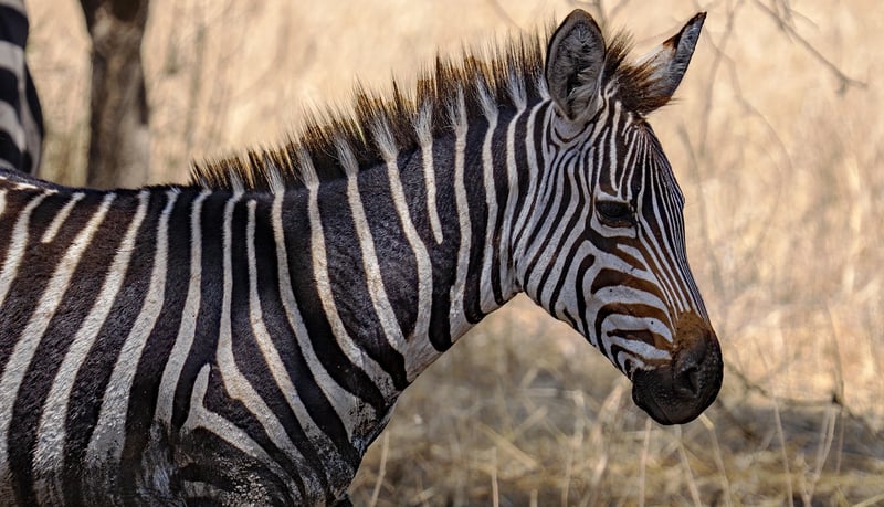 Serengeti Under Canvas, Tanzania